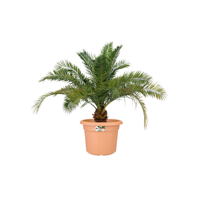 green basics cilinder 80cm terre cuite doux